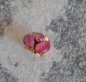 Preview: Ring *3er* gold-peony